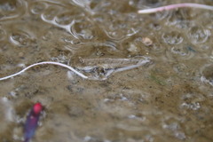 Periophthalmus modestus