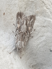 Lithophane leautieri