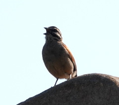 Emberiza capensis