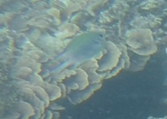 Amblyglyphidodon indicus