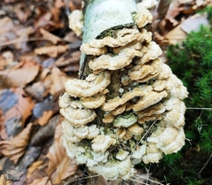 Merulius tremellosus