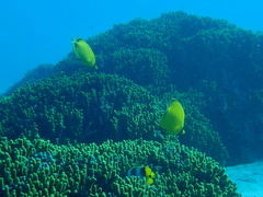 Chaetodon semeion