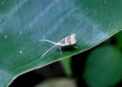 Lecithocera