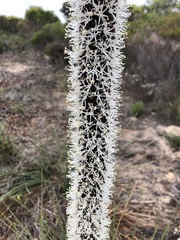 Xanthorrhoea caespitosa