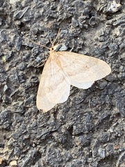 Operophtera fagata