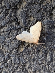 Operophtera fagata