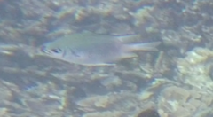 Amblyglyphidodon indicus