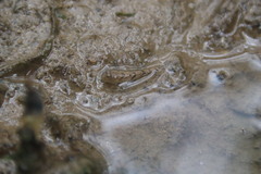 Periophthalmus modestus