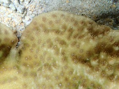 Echinopora gemmacea
