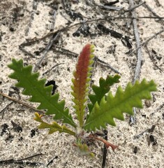 Banksia ornata