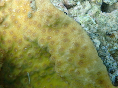 Echinopora gemmacea