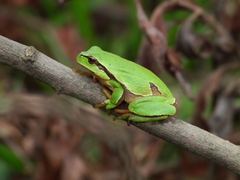 Hyla molleri