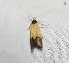 Hemibela