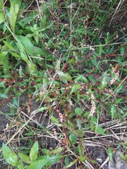 Persicaria hydropiper