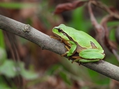 Hyla molleri