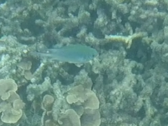 Amblyglyphidodon indicus