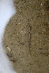 Periophthalmus modestus