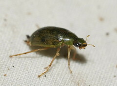 Berosus