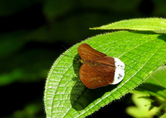 Tanaecia julii