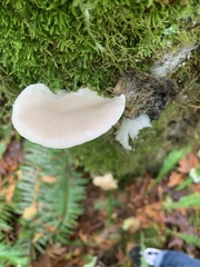 Pleurotus pulmonarius