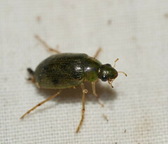 Berosus