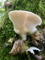 Pleurotus pulmonarius