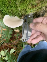 Pleurotus pulmonarius