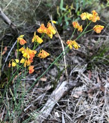 Glischrocaryon behrii