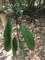 Psychotria cephalophora