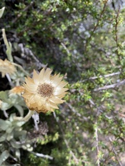 Syncarpha speciosissima