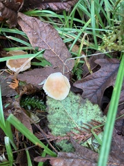 Cuphophyllus pratensis