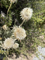 Syncarpha speciosissima