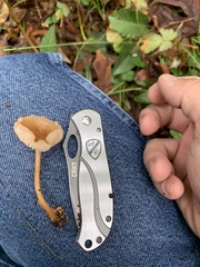 Cuphophyllus pratensis