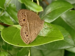 Mycalesis perseoides