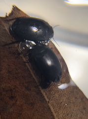 Agabinae