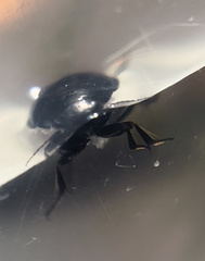 Agabinae