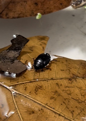 Agabinae