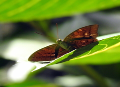 Tanaecia julii