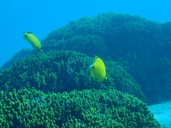 Chaetodon semeion