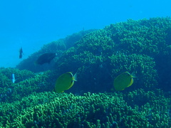 Chaetodon semeion