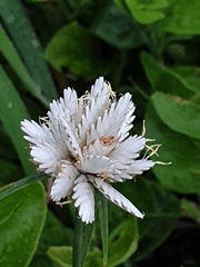 Cyperus niveus leucocephalus