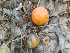 Momordica cochinchinensis