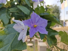 Solanum wrightii