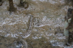 Periophthalmus modestus