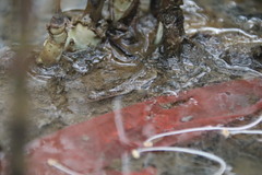 Periophthalmus modestus