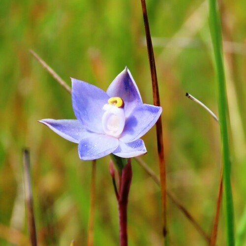 Image of Thelymitra arenaria by (c) Elspeth Swan, some rights reserved (CC BY)
