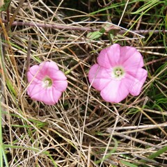 Convolvulus remotus
