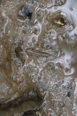 Periophthalmus modestus