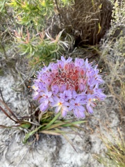 Dilatris corymbosa