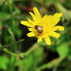 Chasmatopterus